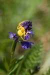 118 - ON T'A VU - TONDELLIER BRUNO - france <div : Araignée crabe, Misumena vatia, Thomise, araignée